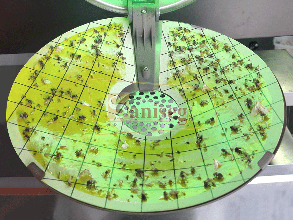 Conteo de insectos voladores capturados en la lamina adhesiva de la trampa de luz UV