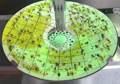 Conteo de insectos voladores capturados en la lamina adhesiva de la trampa de luz UV