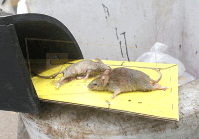 desratizacion, control de roedores, eliminacion de roedores, control de plagas